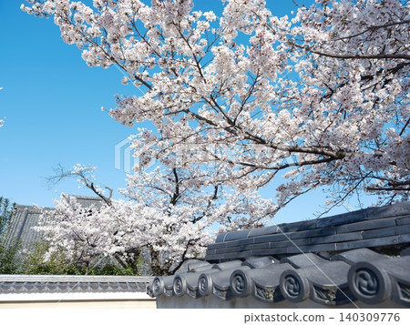 櫻花 櫻花 140309776