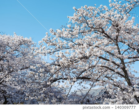 Cherry blossoms Cherry blossoms 140309777