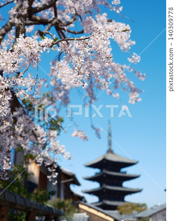 Cherry blossoms Cherry blossoms 140309778