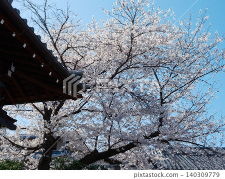 櫻花 櫻花 140309779