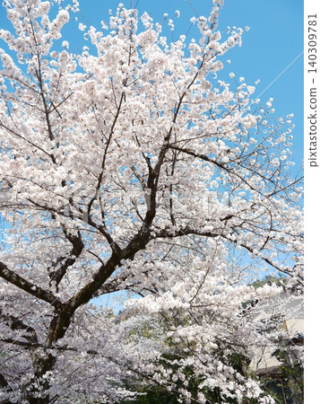 Cherry blossoms Cherry blossoms 140309781