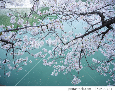 Cherry blossoms Cherry blossoms 140309784