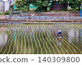 The back view of a farmer planting rice by hand in a paddy field. 140309800