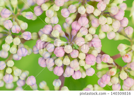 A close-up of pale pink and green hydrangea buds. A close-up of pale pink and green hydrangea buds. 140309816