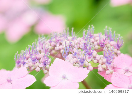 A close-up of a hydrangea with small, pale pink and purple flowers. A close-up of a hydrangea with small, pale pink and purple flowers. 140309817