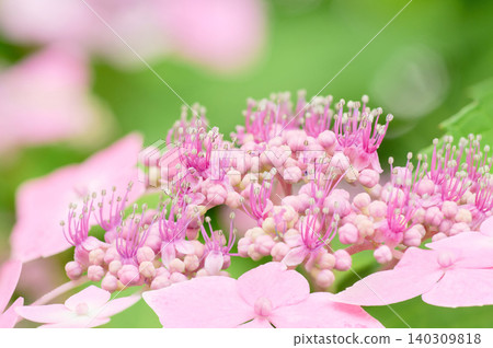 A close-up of a pale pink hydrangea with small flowers. A close-up of a pale pink hydrangea with small flowers. 140309818