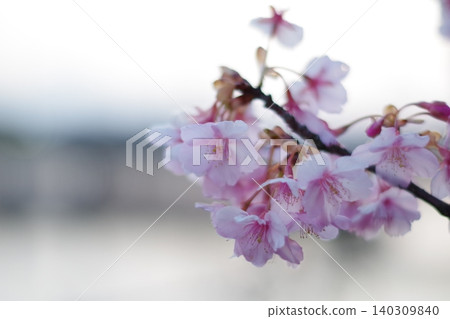 櫻花 櫻花 140309840