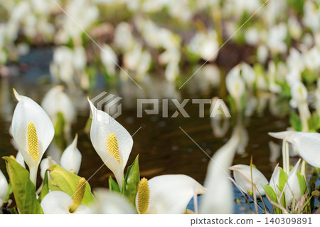 Colonies of water basho Colonies of water basho 140309891