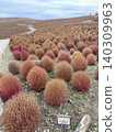 A vast expanse of fluffy kochia plants in a gradient of colors. 140309963