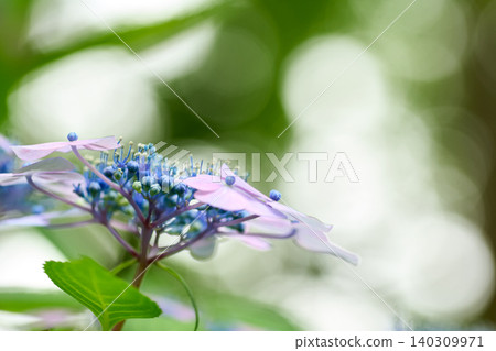 A close-up of pale purple and navy blue lacecap hydrangeas with small flowers, against a shimmering, blurred background. A close-up of pale purple and navy blue lacecap hydrangeas with small flowers, against a shimmering, blurred background. 140309971