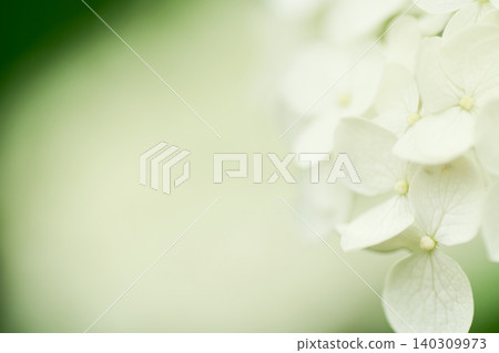 A close-up of a pure white Annabelle hydrangea blooming in soft light, against a blurred white background. A close-up of a pure white Annabelle hydrangea blooming in soft light, against a blurred white background. 140309973