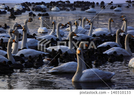 Swans with swans Swans with swans 140310133