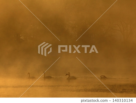 Swans with swans Swans with swans 140310134