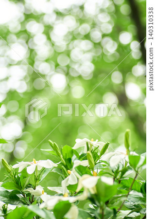 一朵潔白的梔子花沐浴在陰天柔和的自然光中，映襯著波光粼粼、朦朧的背景。 140310338