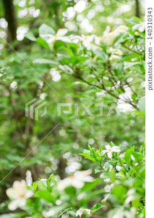 單朵白色梔子花的美麗，因前景和背景的三維散景而更加突出。 140310343