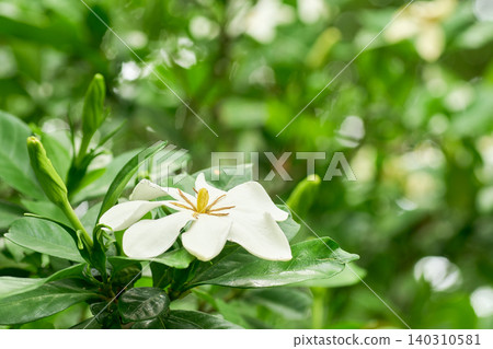 A single white gardenia flower bathed in the soft light of a cloudy day, against a beautifully blurred background. A single white gardenia flower bathed in the soft light of a cloudy day, against a beautifully blurred background. 140310581