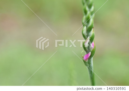 Nejibana開始開花 Nejibana開始開花 140310591