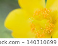 微距攝影捕捉到金絲桃(Hypericum patulum)的黃色花朵。 微距攝影捕捉到金絲桃(Hypericum patulum)的黃色花朵。 140310699