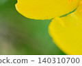 微距攝影捕捉到金絲桃(Hypericum patulum)黃色花瓣的紋理。 微距攝影捕捉到金絲桃(Hypericum patulum)黃色花瓣的紋理。 140310700
