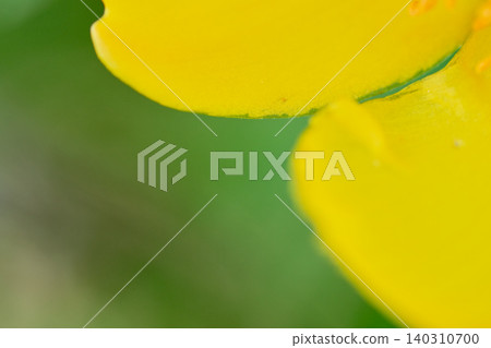 The texture of the yellow petals of Hypericum patulum captured in macro photography. 140310700