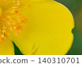 微距攝影捕捉到金絲桃(Hypericum patulum)黃色花瓣的紋理。 微距攝影捕捉到金絲桃(Hypericum patulum)黃色花瓣的紋理。 140310701