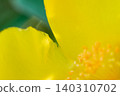 陽光透過樹葉灑下,映照著金絲桃(Hypericum patulum)黃色花瓣的質感,閃閃發光。 陽光透過樹葉灑下,映照著金絲桃(Hypericum patulum)黃色花瓣的質感,閃閃發光。 140310702
