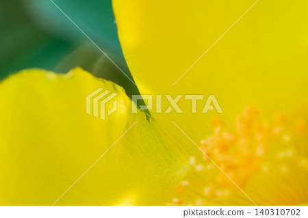 The texture of the yellow petals of the Hypericum patulum, glistening in the sunlight filtering through the trees. The texture of the yellow petals of the Hypericum patulum, glistening in the sunlight filtering through the trees. 140310702
