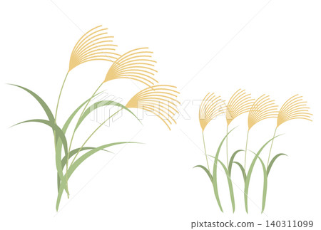 Simple flat illustration of pampas grass Simple flat illustration of pampas grass 140311099