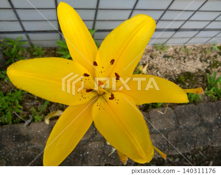 一朵百合花的特寫,閃耀著鮮豔的黃色光芒。 一朵百合花的特寫,閃耀著鮮豔的黃色光芒。 140311176