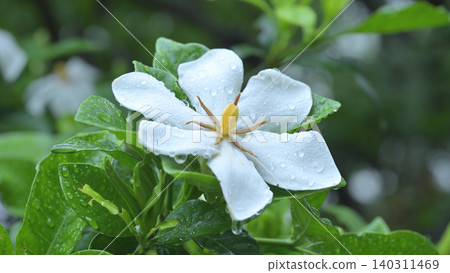 The fragrant white gardenia flowers bloom, wet with raindrops from the rainy season. The fragrant white gardenia flowers bloom, wet with raindrops from the rainy season. 140311469