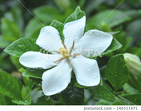 The fragrant white gardenia flowers bloom, wet with raindrops from the rainy season. The fragrant white gardenia flowers bloom, wet with raindrops from the rainy season. 140311471