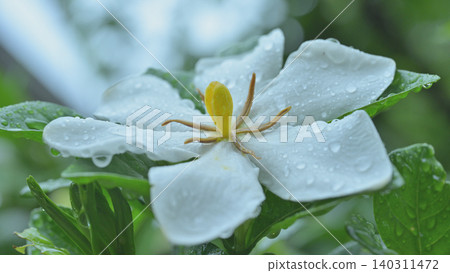 芬芳的白色梔子花盛開,被雨季的雨滴浸濕。 芬芳的白色梔子花盛開,被雨季的雨滴浸濕。 140311472