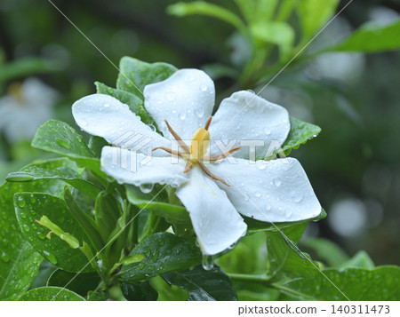 芬芳的白色梔子花盛開,被雨季的雨滴浸濕。 芬芳的白色梔子花盛開,被雨季的雨滴浸濕。 140311473