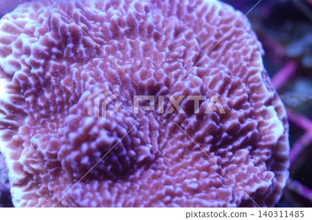 Purple Encrusting Montipora, Montipora sp Purple Encrusting Montipora, Montipora sp 140311485