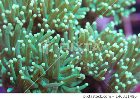 Metallic Green Torch Coral, Euphyllia glabrescens Metallic Green Torch Coral, Euphyllia glabrescens 140311486