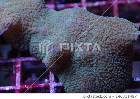 Green Elephant Ear Mushroom, Rhodactis mussoides 140311487