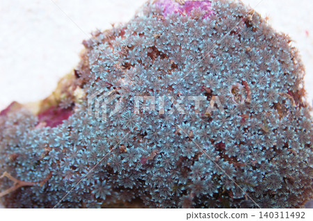 Blue Mini Glove Polyps Rock, Cervera spp Blue Mini Glove Polyps Rock, Cervera spp 140311492