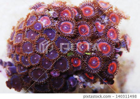 Metallic Pink and Purple Zoanthid Rock, Zoanthus spp Metallic Pink and Purple Zoanthid Rock, Zoanthus spp 140311498