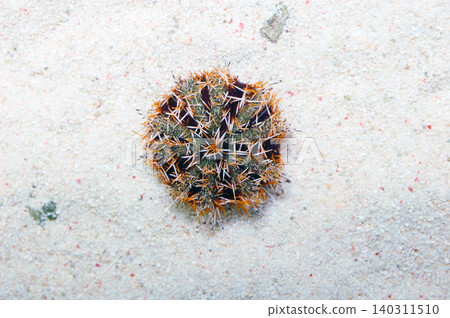 Halloween Pincushion Urchin On The Sand, Tripneustes spp Halloween Pincushion Urchin On The Sand, Tripneustes spp 140311510