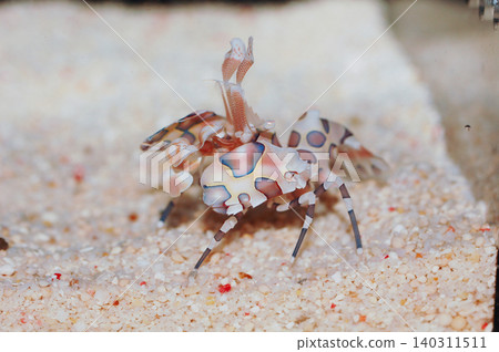 Harlequin Shrimp On The Sand, Hymenocera picta Harlequin Shrimp On The Sand, Hymenocera picta 140311511