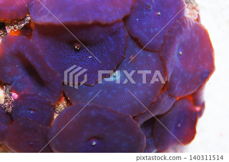 Blue Mushroom Rock, Actinodiscus spp Blue Mushroom Rock, Actinodiscus spp 140311514