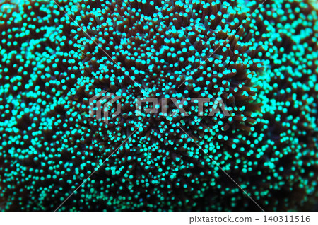 Green Galaxy Coral, Galaxea fascicularis Green Galaxy Coral, Galaxea fascicularis 140311516