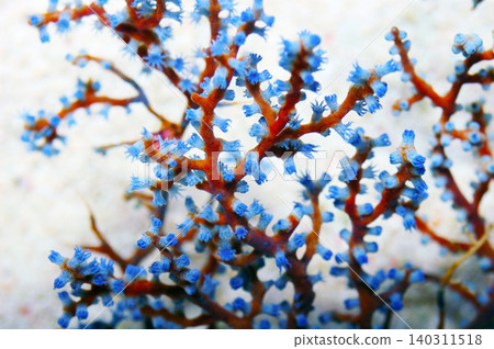 Blueberry Gorgonian, Acalycigorgia spp Blueberry Gorgonian, Acalycigorgia spp 140311518