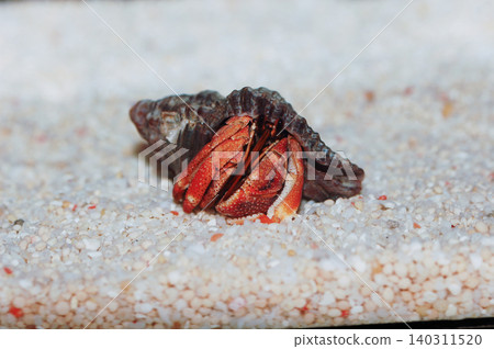 Red Smoothlegged Hermit Crab On The Sand, Unidentified species Red Smoothlegged Hermit Crab On The Sand, Unidentified species 140311520
