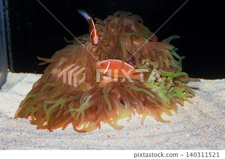 Pink Skunk Anemonefish Pair with Big Pink Tip Green Bubble Anemone, Amphiprion perideraion Pink Skunk Anemonefish Pair with Big Pink Tip Green Bubble Anemone, Amphiprion perideraion 140311521