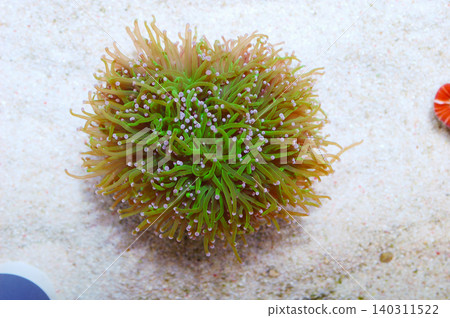 Green Torch Coral, Euphyllia glabresens Green Torch Coral, Euphyllia glabresens 140311522