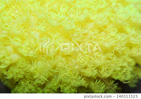Bright Yellow Flower Pot Coral, Goniopora spp Bright Yellow Flower Pot Coral, Goniopora spp 140311523