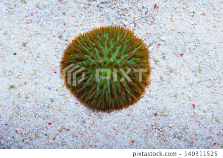 Green Plate Coral, Fungia spp Green Plate Coral, Fungia spp 140311525