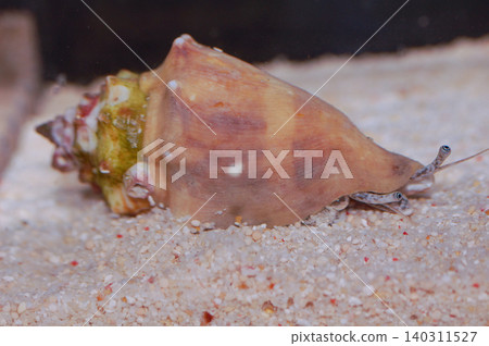 Queen Conch On The Sand - Strombus gigas Queen Conch On The Sand - Strombus gigas 140311527