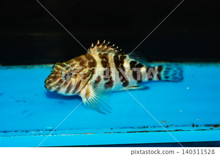 Giant Hawkfish - Cirrhitus rivulatus Giant Hawkfish - Cirrhitus rivulatus 140311528